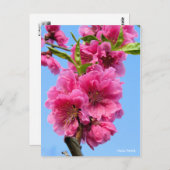 Hana Peach [Postcard] Postkarte (Vorne/Hinten)