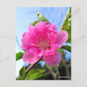 Hana Peach [Postcard] Postkarte