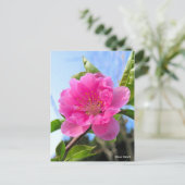 Hana Peach [Postcard] Postkarte (Stehend Vorderseite)