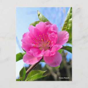 Hana Peach [Postcard] Postkarte