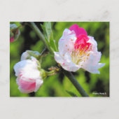 Hana Peach [Postcard] Postkarte (Vorderseite)