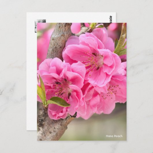 Hana Peach [Postcard] Postkarte (Vorne/Hinten)