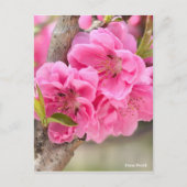 Hana Peach [Postcard] Postkarte (Vorderseite)
