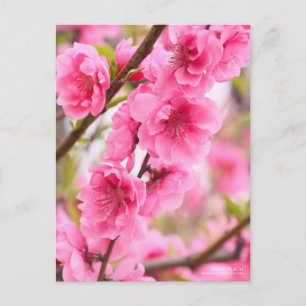 Hana peach: Postcard Postkarte