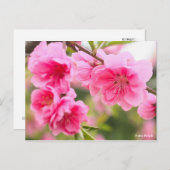 Hana Peach [Postcard] Postkarte (Vorne/Hinten)