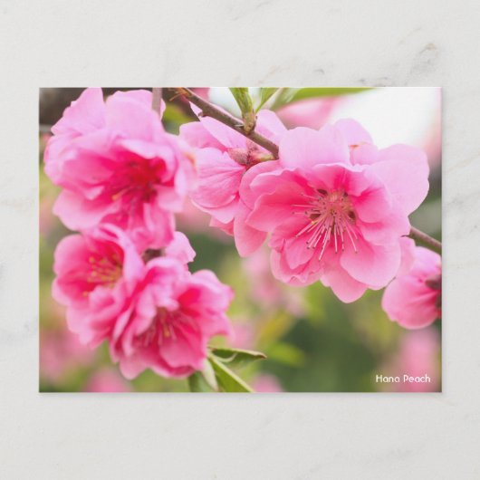Hana Peach [Postcard] Postkarte (Vorderseite)