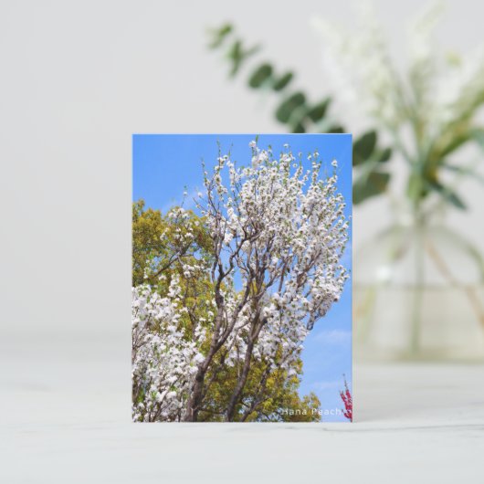 Hana Peach Postkarte (Stehend Vorderseite)