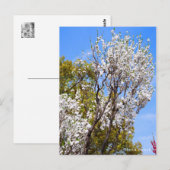 Hana Peach Postkarte (Vorne/Hinten)