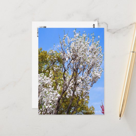 Hana Peach Postkarte (Vorderseite/Rückseite Beispiel)