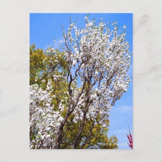 Hana Peach Postkarte (Vorderseite)