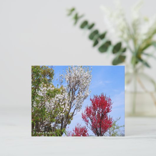 Hana Peach Postkarte (Stehend Vorderseite)