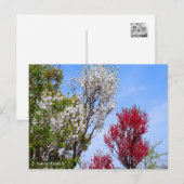 Hana Peach Postkarte (Vorne/Hinten)