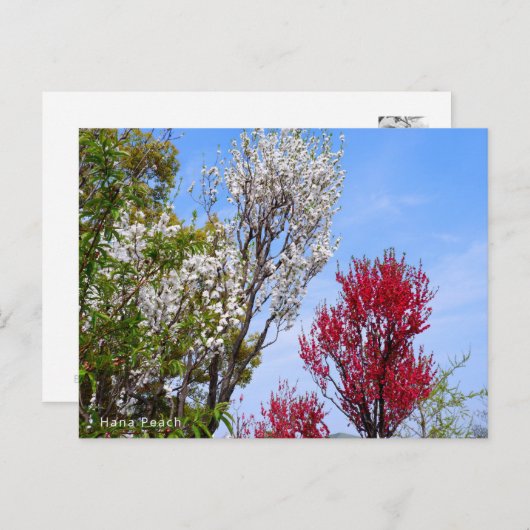Hana Peach Postkarte (Vorne/Hinten)