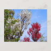 Hana Peach Postkarte (Vorderseite)