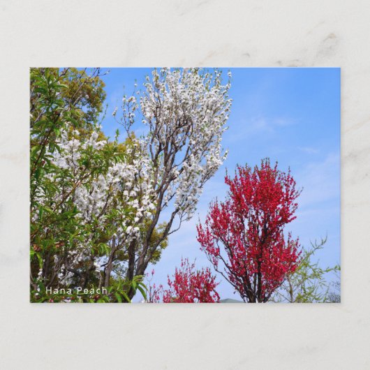 Hana Peach Postkarte (Vorderseite)
