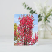 Hana Peach Postkarte (Stehend Vorderseite)