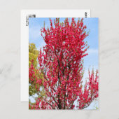 Hana Peach Postkarte (Vorne/Hinten)