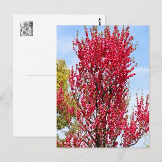 Hana Peach Postkarte (Vorne/Hinten)