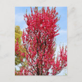 Hana Peach Postkarte (Vorderseite)