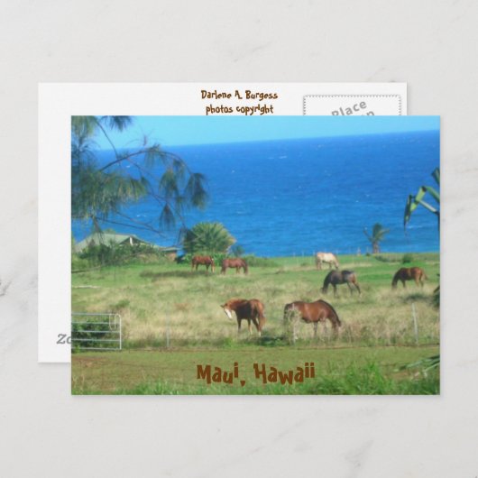 Hana Pferses Postkarte (Vorne/Hinten)