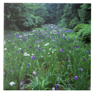 Hana Shobu (Japanische Wasser-Schwertlilie), Meiji Fliese