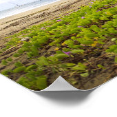 Hanalei Bay, Kauai Hawaii Beach Blume Poster (Ecke)