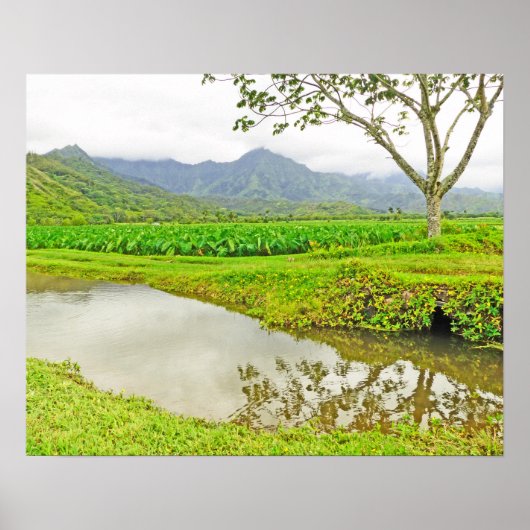 HANALEI (KAUAI) TARO-FELDER POSTER (Vorne)