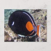 Hanauma Bay - Achilles Tang Fish Postkarte (Vorderseite)