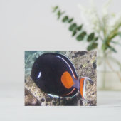 Hanauma Bay - Achilles Tang Fish Postkarte (Stehend Vorderseite)