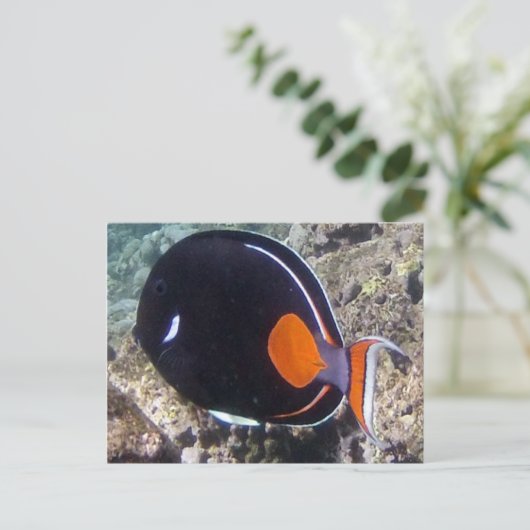 Hanauma Bay - Achilles Tang Fish Postkarte (Stehend Vorderseite)