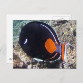 Hanauma Bay - Achilles Tang Fish Postkarte (Vorne/Hinten)