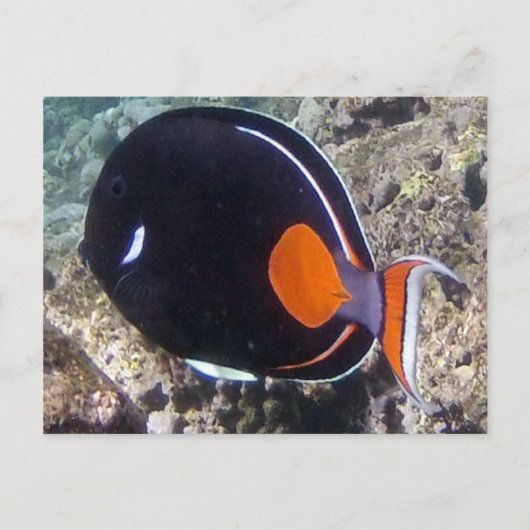 Hanauma Bay - Achilles Tang Fish Postkarte (Vorderseite)