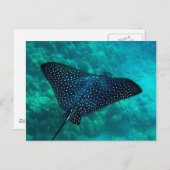 Hanauma Bay Gepunktet Eagle Ray Postkarte (Vorne/Hinten)