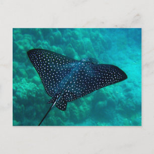 Hanauma Bay Gepunktet Eagle Ray Postkarte