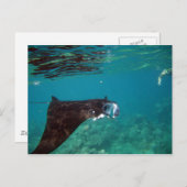 Hanauma Bay Hawaii Manta Ray Postkarte (Vorne/Hinten)