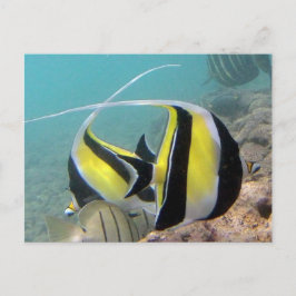 Hanauma Bay Hawaii Moorish Idol Postkarte