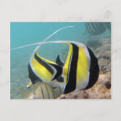 Hanauma Bay Hawaii Moorish Idol Postkarte (Vorderseite)