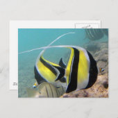 Hanauma Bay Hawaii Moorish Idol Postkarte (Vorne/Hinten)