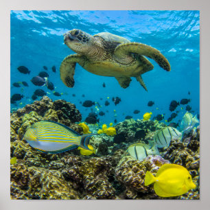Hanauma Bay Hawaii Poster