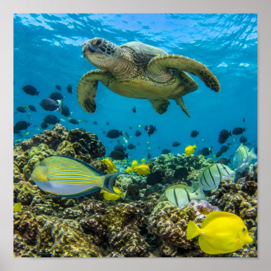 Hanauma Bay Hawaii Poster (Vorne)