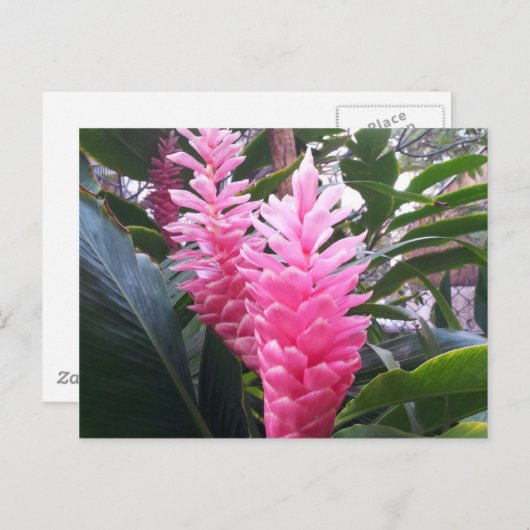 HANAUMA BAY HAWAII - Red Ginger Blume Postkarte (Vorne/Hinten)