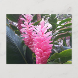 HANAUMA BAY HAWAII - Red Ginger Blume Postkarte