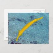 HANAUMA BAY HAWAII - Trompetenfisch (Nunu) Postkarte (Vorne/Hinten)