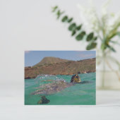 Hanauma Bay Hawaii Turtle Postkarte (Stehend Vorderseite)