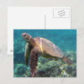 Hanauma Bay Hawaii Turtle Postkarte (Vorne/Hinten)