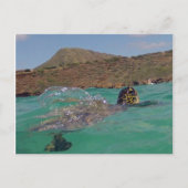 Hanauma Bay Hawaii Turtle Postkarte (Vorderseite)