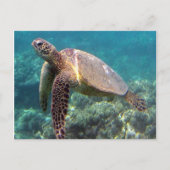 Hanauma Bay Hawaii Turtle Postkarte (Vorderseite)