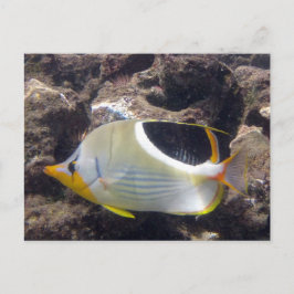 Hanauma Bay - Saddleback Butterfly Fisch Postkarte