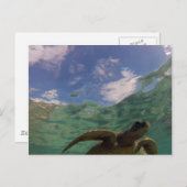 Hanauma Bay Turtle Postkarte (Vorne/Hinten)