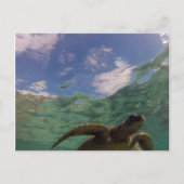 Hanauma Bay Turtle Postkarte (Vorderseite)